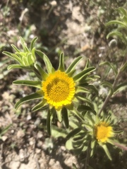 Asteriscus aquaticus