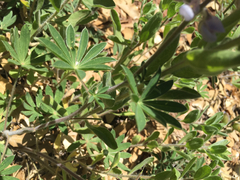 Lupinus argenteus palmeri
