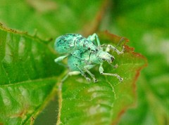 Polydrusus planifrons