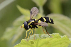 Xanthogramma