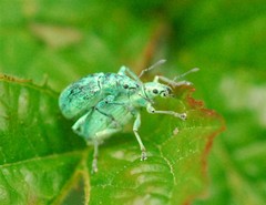 Polydrusus planifrons