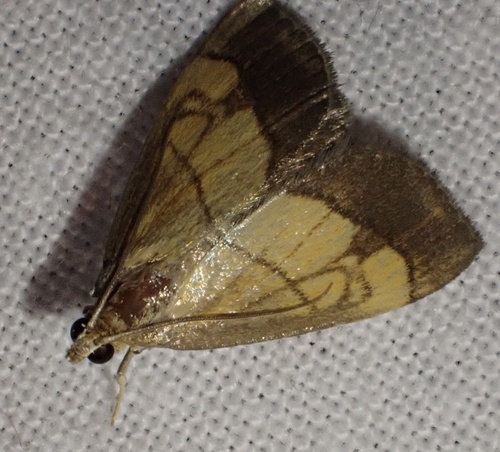 Dark Bordered Pearl, Belmonte Arboretum, Wageningen, Gelderland, NL, photo 10 of 10