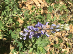 Lupinus argenteus palmeri