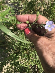 Linum pratense