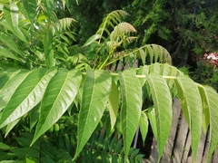 Ailanthus altissima
