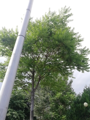 Ailanthus altissima