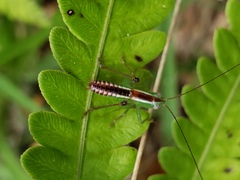 Odontoxiphidium apterum