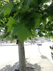 Platanus