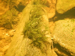 Fontinalis dalecarlica