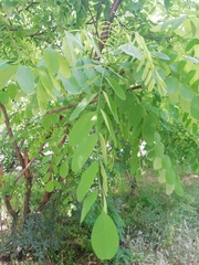 Robinia pseudoacacia