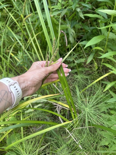 Curved-utricle sedge (Carex dispalata)