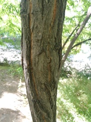 Robinia pseudoacacia