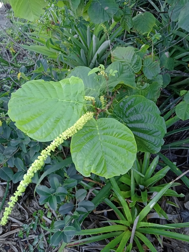Coccoloba alnifolia (Coccoloba alnifolia)