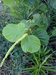 Coccoloba alnifolia