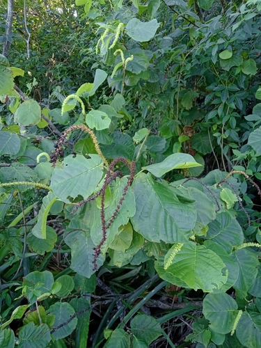 Coccoloba alnifolia, photograph 2