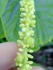 Coccoloba alnifolia, photograph author not stated, no rights reserved