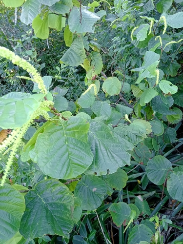 Coccoloba alnifolia, photograph 4