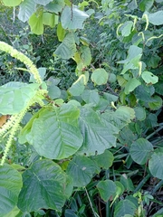 Coccoloba alnifolia, photograph author not stated, no rights reserved