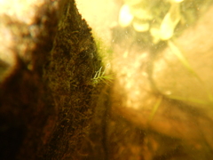 Fissidens fontanus
