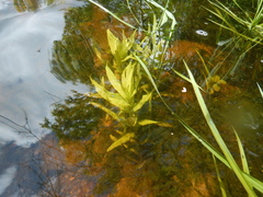 Veronica anagallis-aquatica