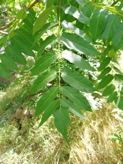 Ailanthus altissima