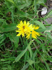 Toxomerus marginatus