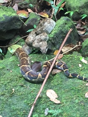 Dominica Boa photo 3