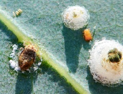 Psyllaephagus bliteus