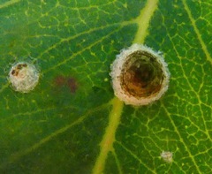 Psyllaephagus bliteus