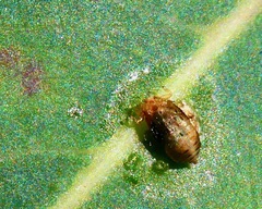 Psyllaephagus bliteus