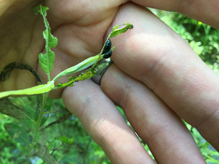 Phratora vulgatissima