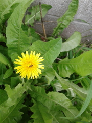 Toxomerus marginatus
