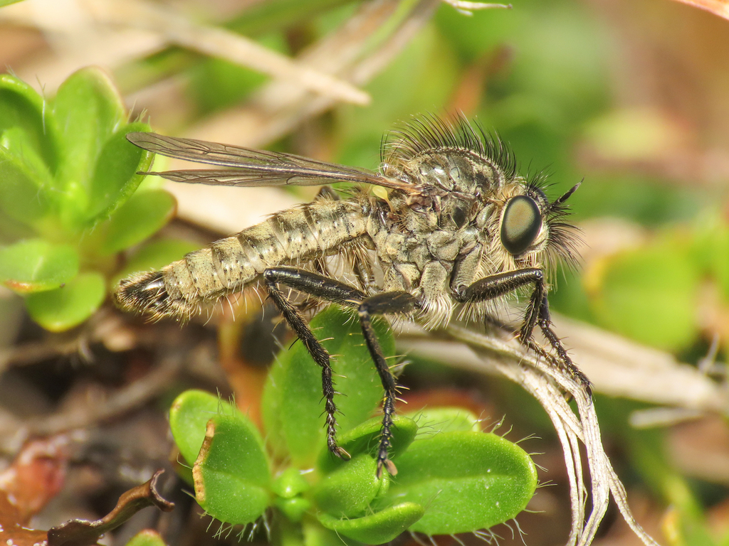 Dysmachus praemorsus