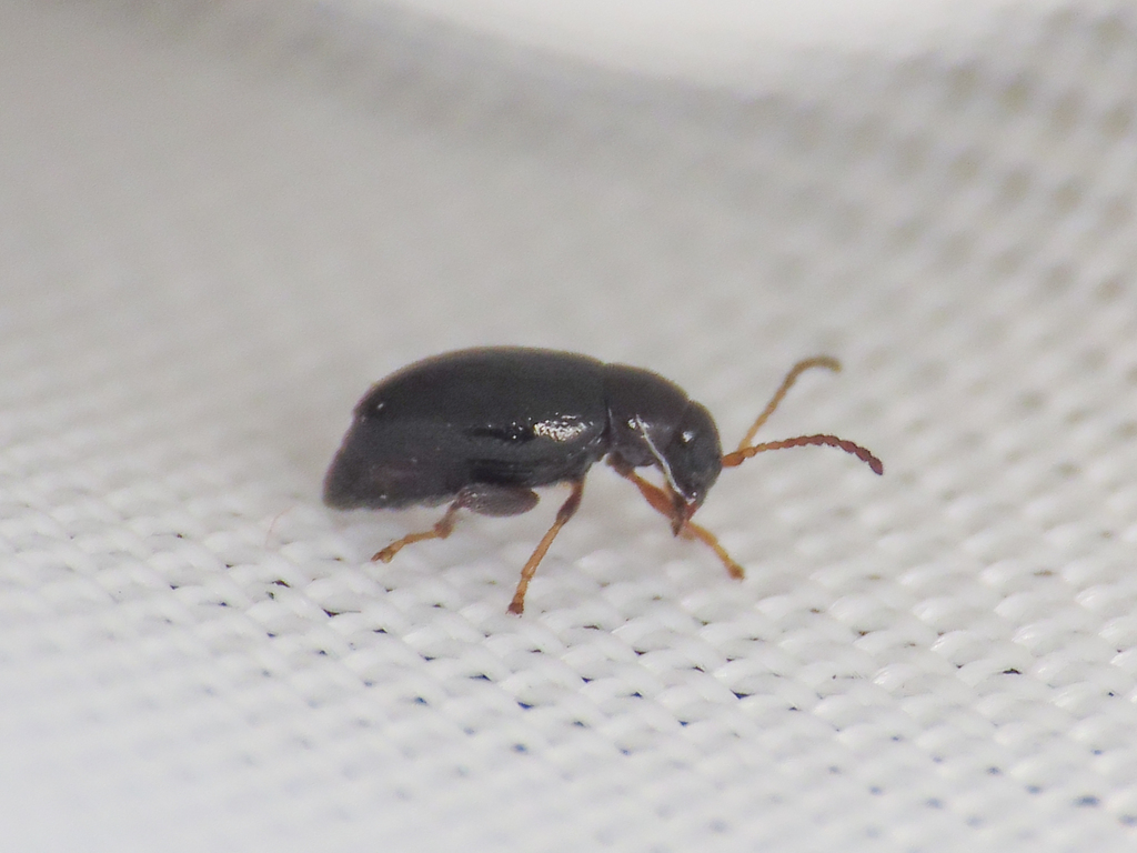 Longitarsus niger