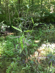 Phratora vulgatissima