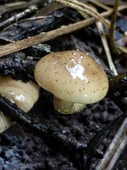 Armillaria novae-zelandiae