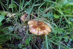 Armillaria novae-zelandiae