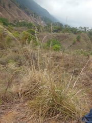 Muhlenbergia gigantea