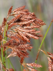Thamnochortus lucens