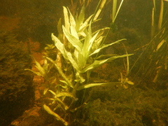 Veronica anagallis-aquatica