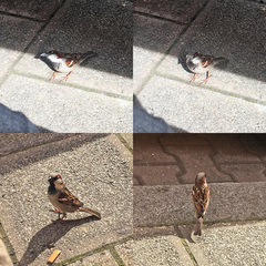 Passer domesticus