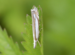 Crambus pascuella