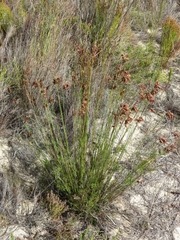 Thamnochortus lucens