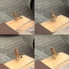 Passer domesticus