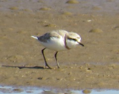 Charadrius pallidus pallidus