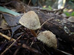 Lacrymaria asperospora