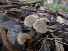 Lacrymaria asperospora