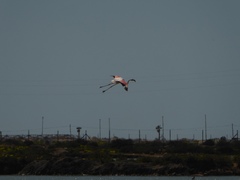 Phoenicopterus roseus