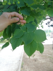 Tilia