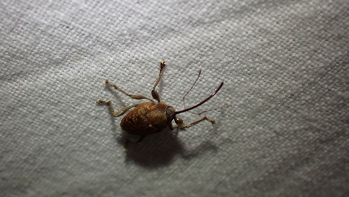 acorn weevil, Houten, Utrecht, Netherlands, photo 7 of 10